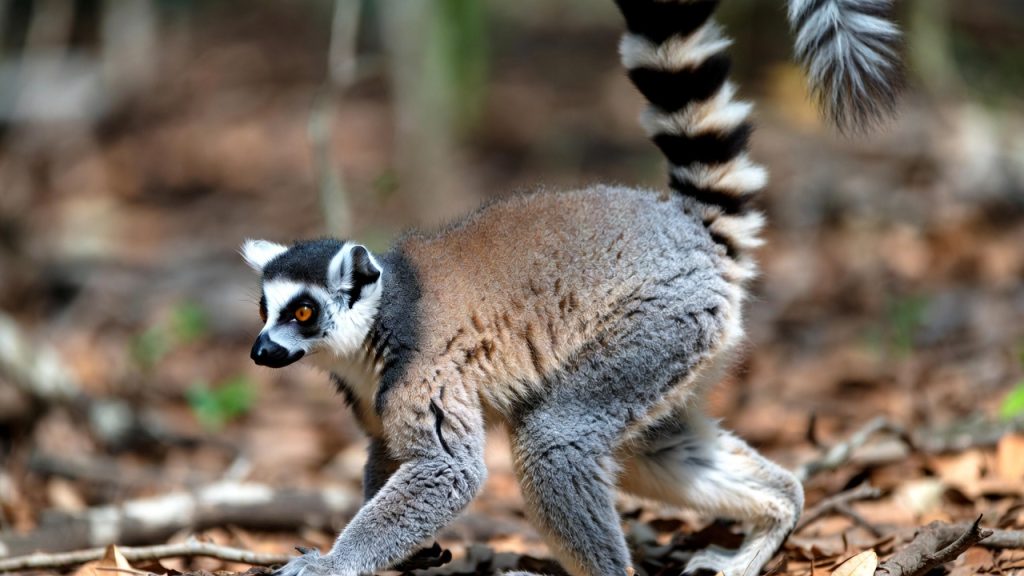 Maki catta marchant au sol la queue levée en S.