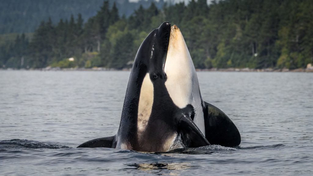 Orque sortant la tête de l'eau à la verticale (spy-hopping).