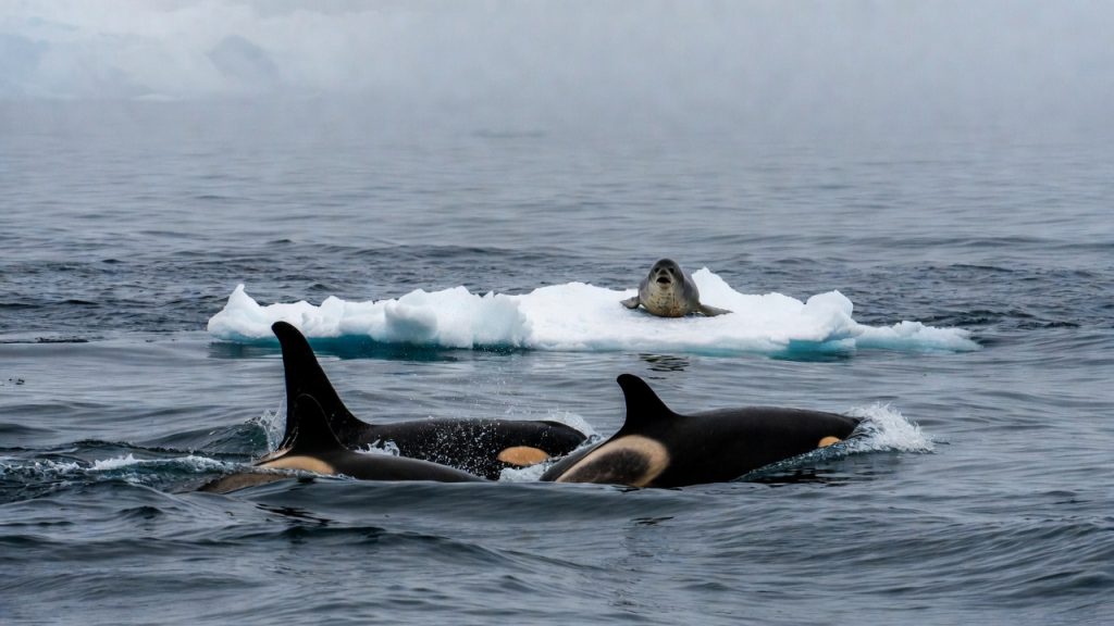 Orques créant une vague pour faire tomber un phoque d'une plaque de glace.
