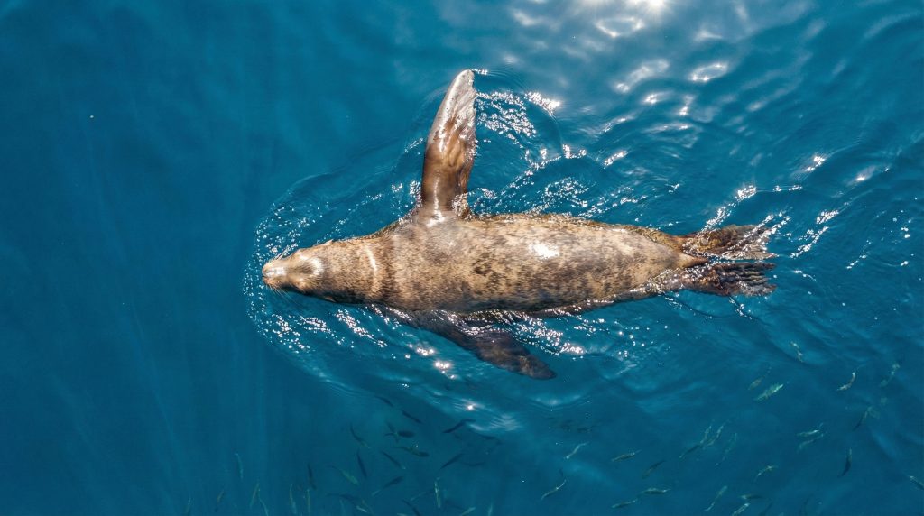 Otarie des Galápagos soulevant une nageoire hors de l'eau pour se rafraîchir
