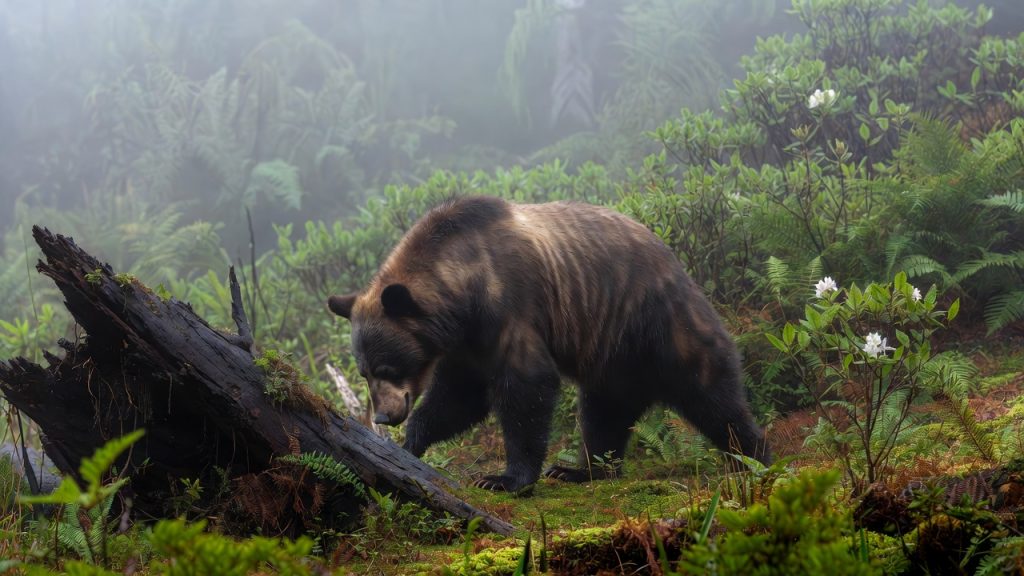 Ours noir d'Asie cherchant de la nourriture dans une forêt himalayenne brumeuse.