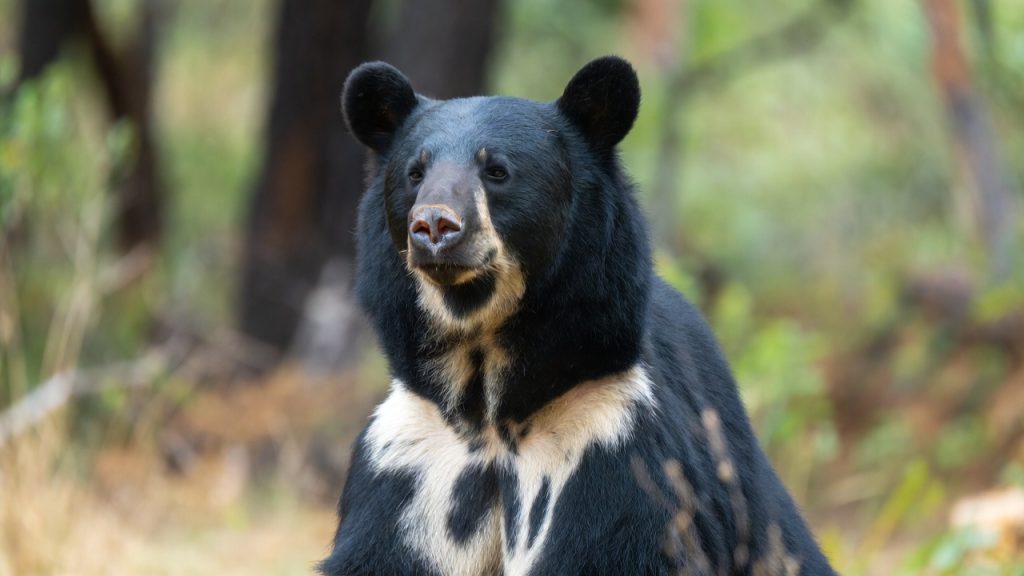 Ours noir d'Asie montrant sa tache blanche en forme de lune sur le poitrail