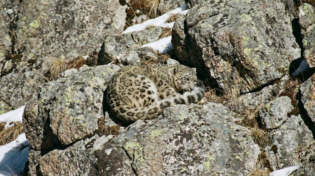 Panthère des neiges camouflée sur une paroi rocheuse de l'Himalaya