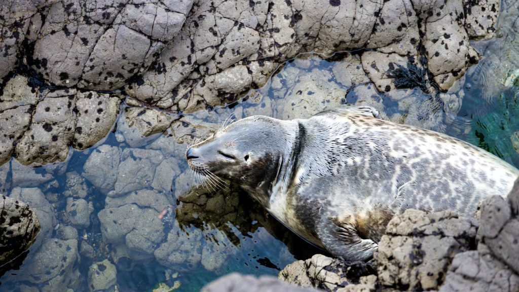 Phoque commun camouflé sur des rochers