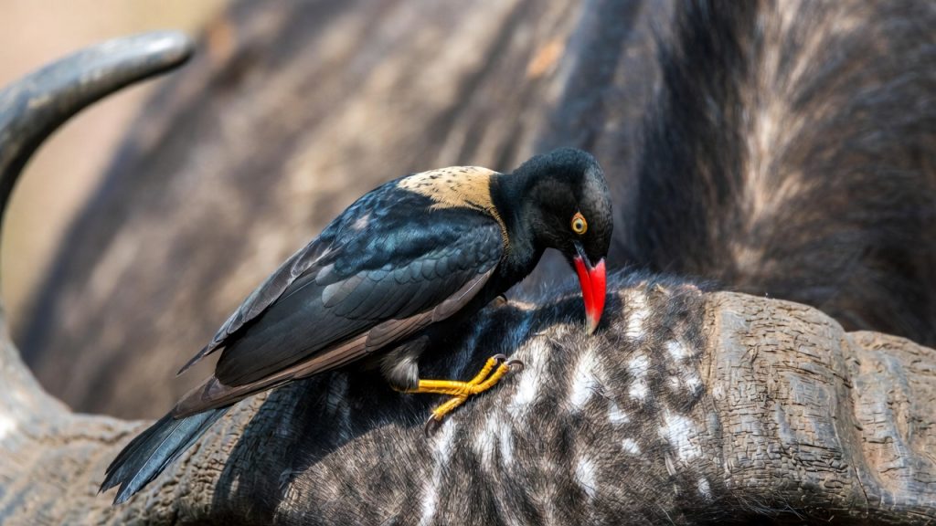 Pique-bœuf posé sur le museau d'un buffle.