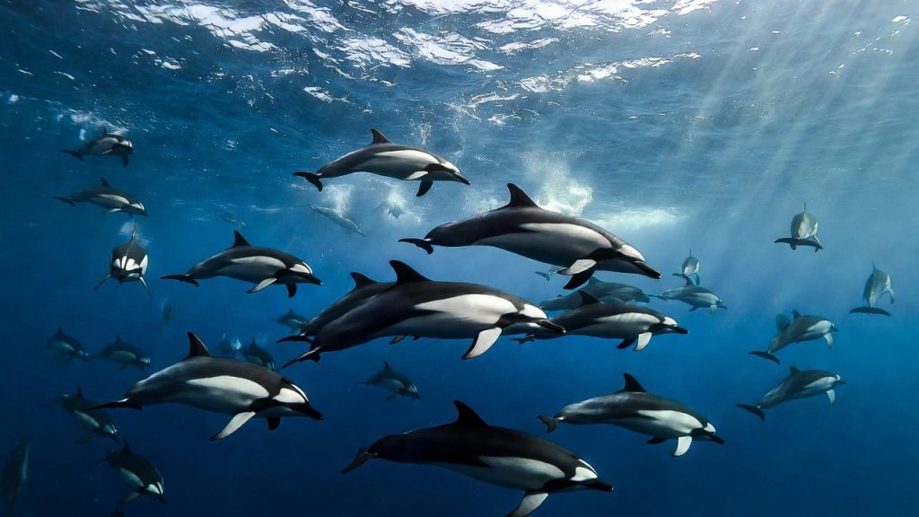 Pod de dauphins obscurs nageant en groupe sous l'eau
