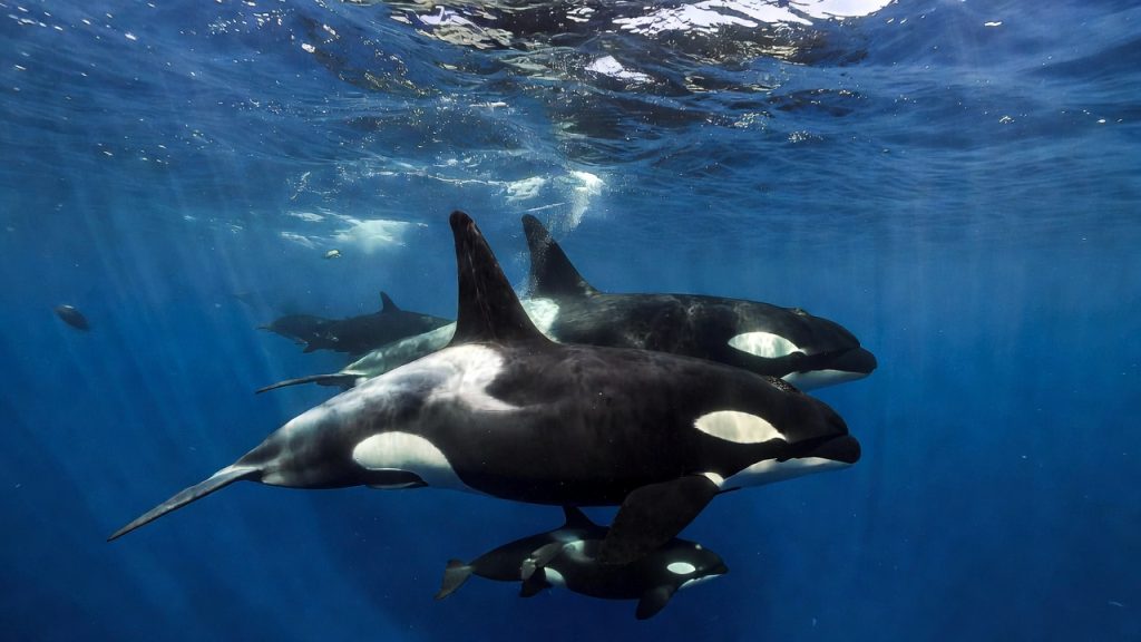 Pod d'orques sous l'eau avec une matriarche et un baleineau