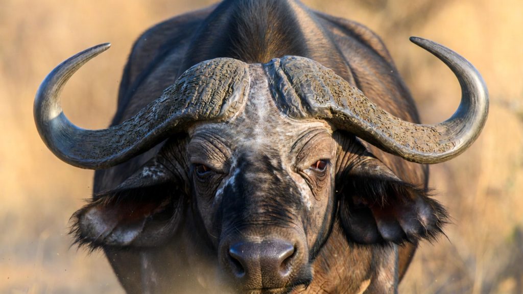 Portrait d'un buffle d'Afrique mâle montrant son casque corné (boss).
