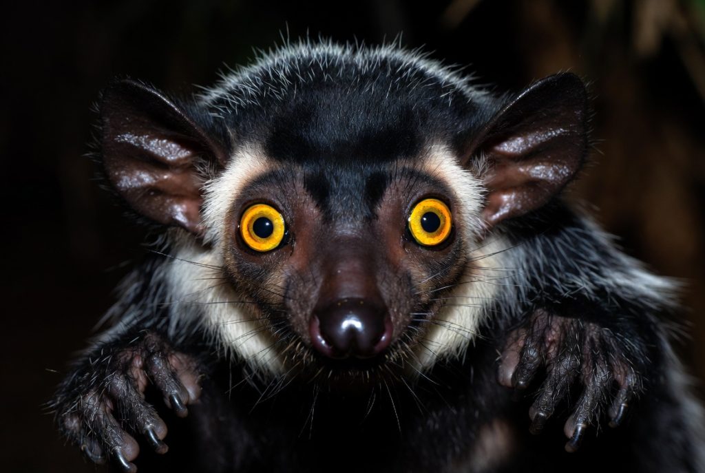 Portrait nocturne d'un Aye-aye avec ses grands yeux jaunes et oreilles de chauve-souris