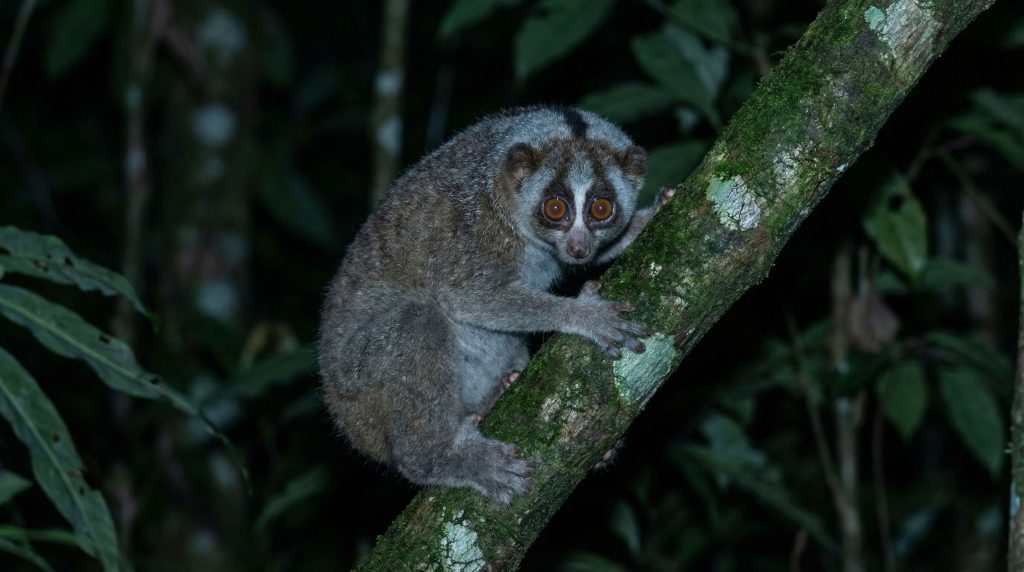 Portrait nocturne d'un loris lent du Bengale montrant ses immenses yeux et sa rayure dorsale.