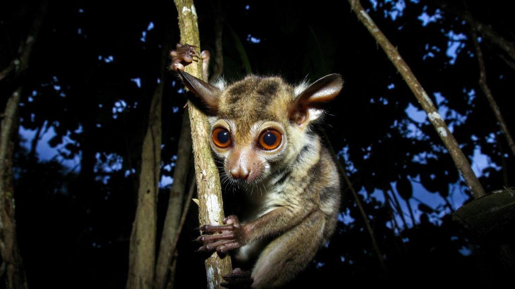 Portrait nocturne d'un Tarsier de Siau avec ses grands yeux
