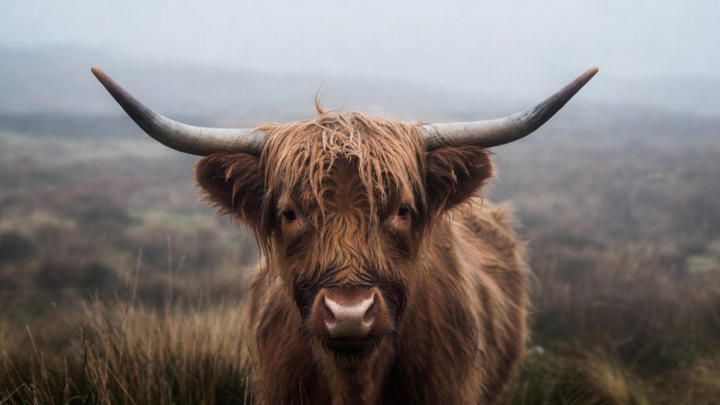 Portrait d'une vache Highland Cattle aux longs poils et grandes cornes