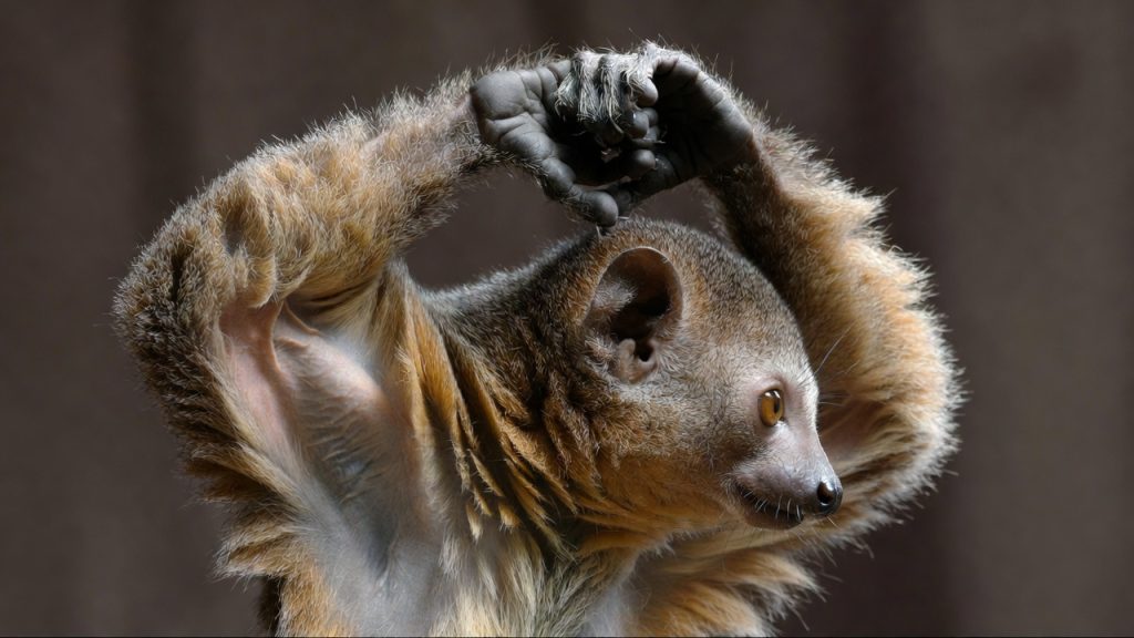 Posture de défense d'un loris lent levant les bras.