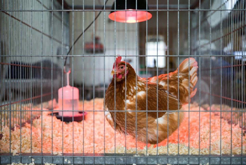 Poule en convalescence isolée dans une cage de soins chauffée pour éviter le picage