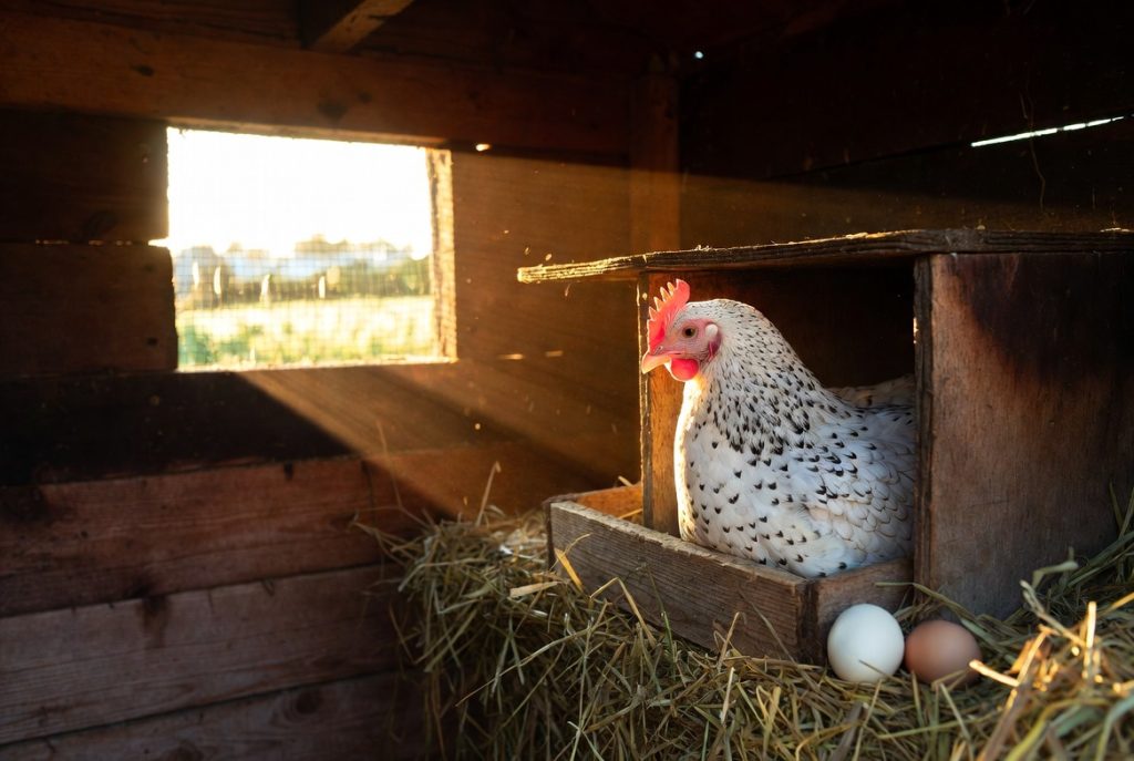 Poule pondeuse dans son nid au lever du soleil pour la ponte matinale