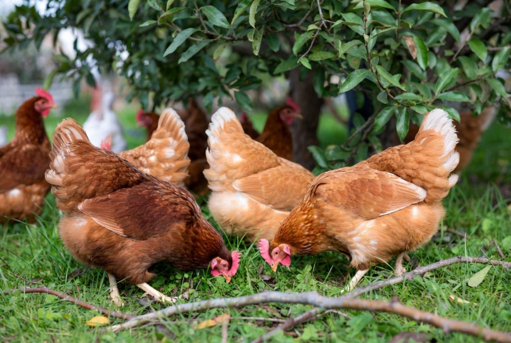 Poules pondeuses en plein air entretenant le jardin naturellement