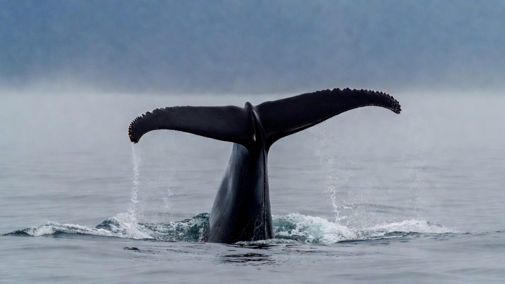 Queue de Bérardie de Baird s'élevant avant une plongée profonde.