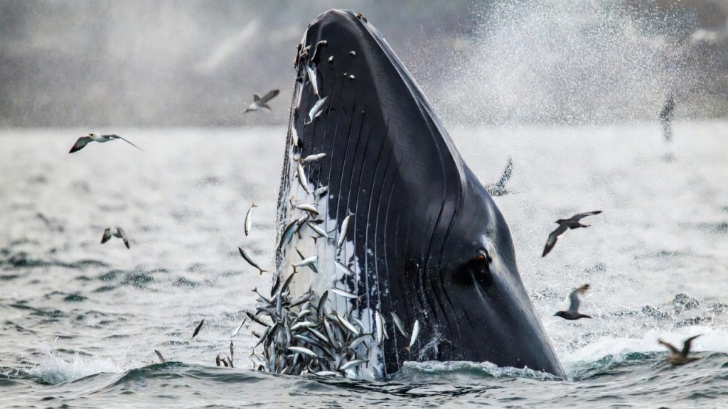 Rorqual commun gueule ouverte filtrant un banc de poissons.
