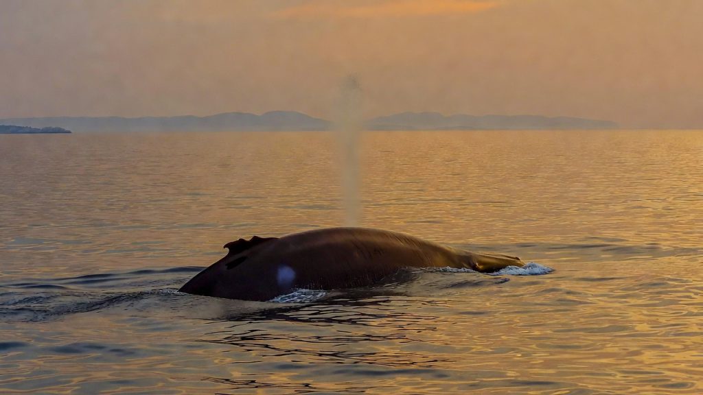 Rorqual commun faisant surface en Méditerranée