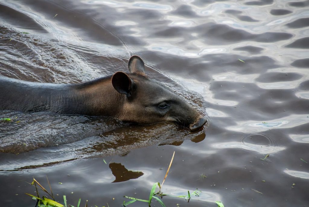 Tapir du Brésil nageant dans une rivière amazonienne