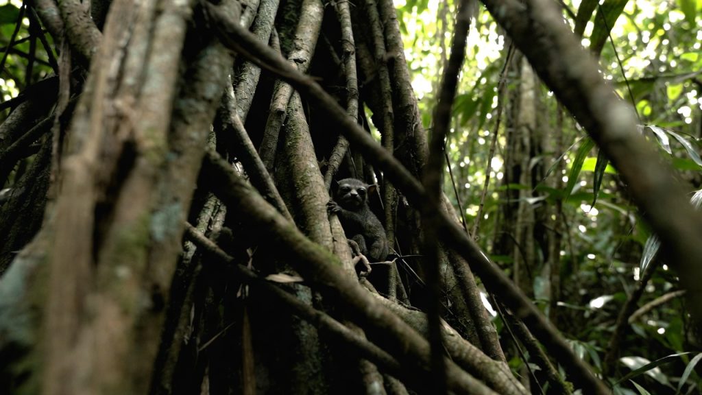 Tarsier de Diana dormant camouflé dans la végétation de Sulawesi