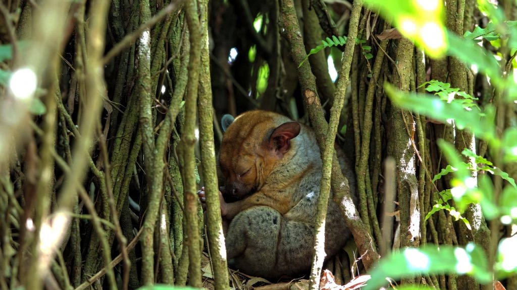 Tarsier dormant caché dans la végétation dense