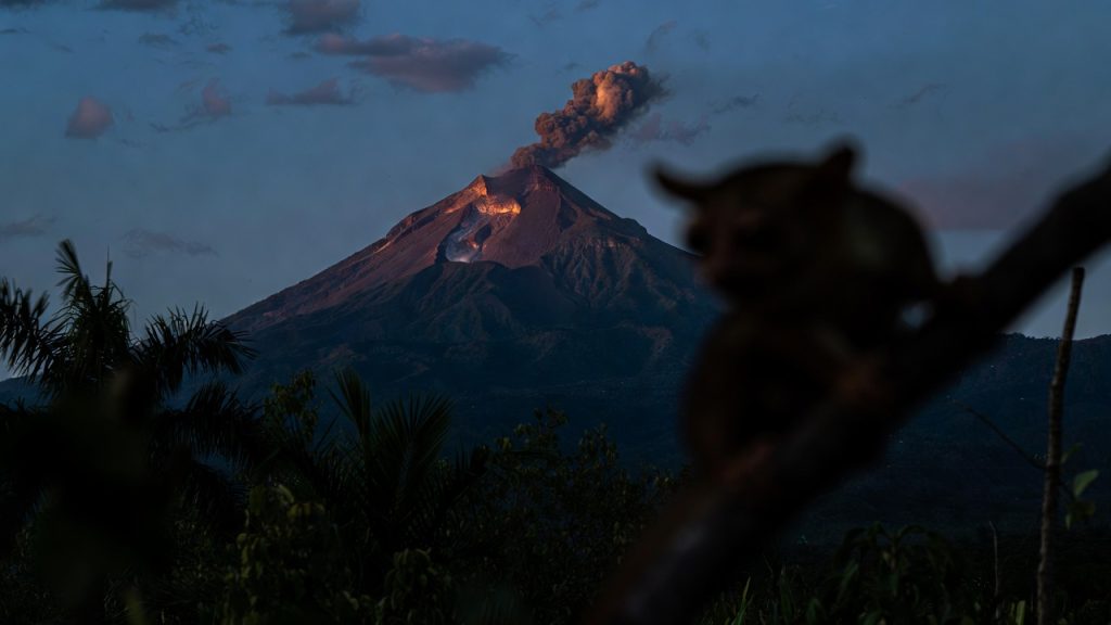 Tarsier au premier plan avec le volcan Karangetang en éruption en arrière-plan