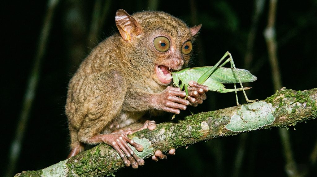 Tarsier spectre se nourrissant d'une grande sauterelle