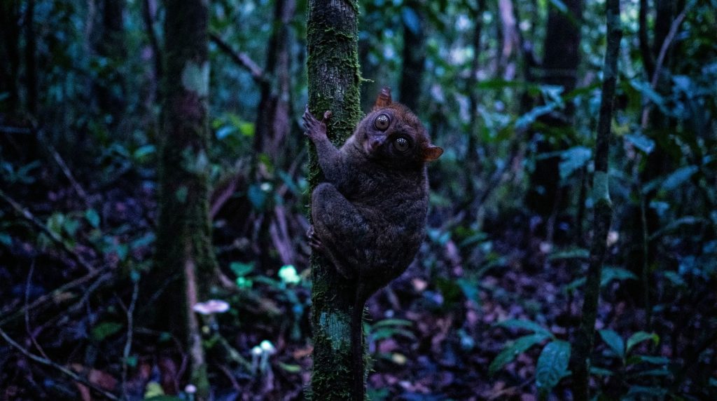 Tarsier spectre avec la tête tournée à 180 degrés regardant l'objectif