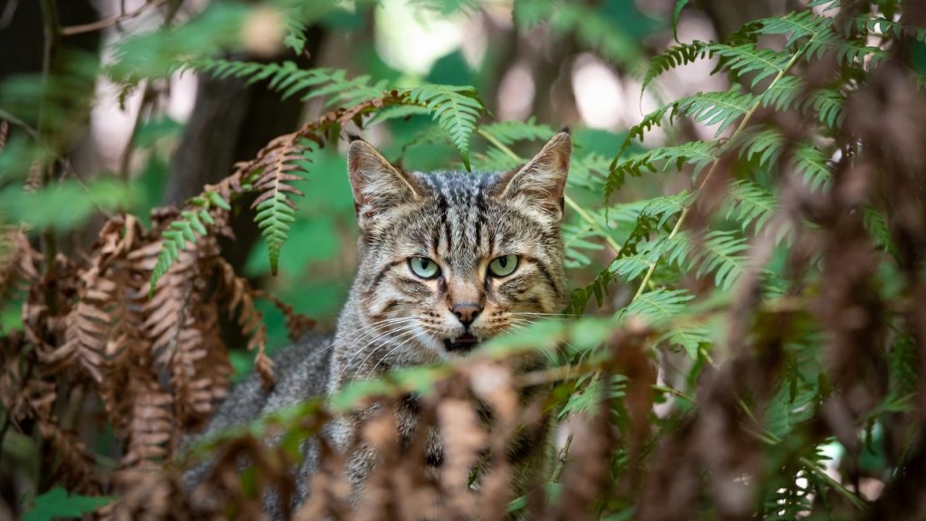 Tête de chat sauvage européen caché dans les fougères.