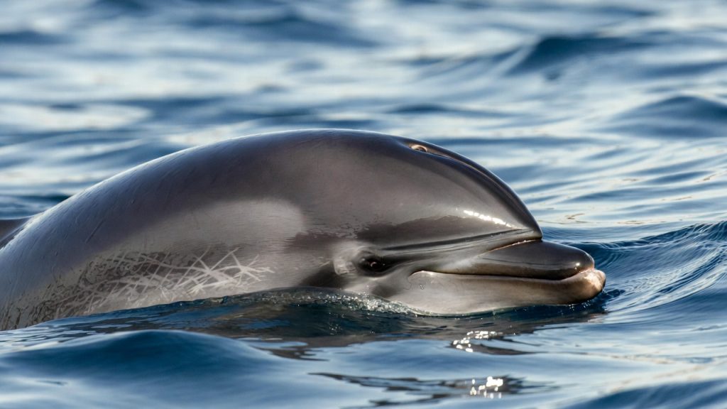 Tête de Dauphin de Risso montrant le melon carré et les cicatrices