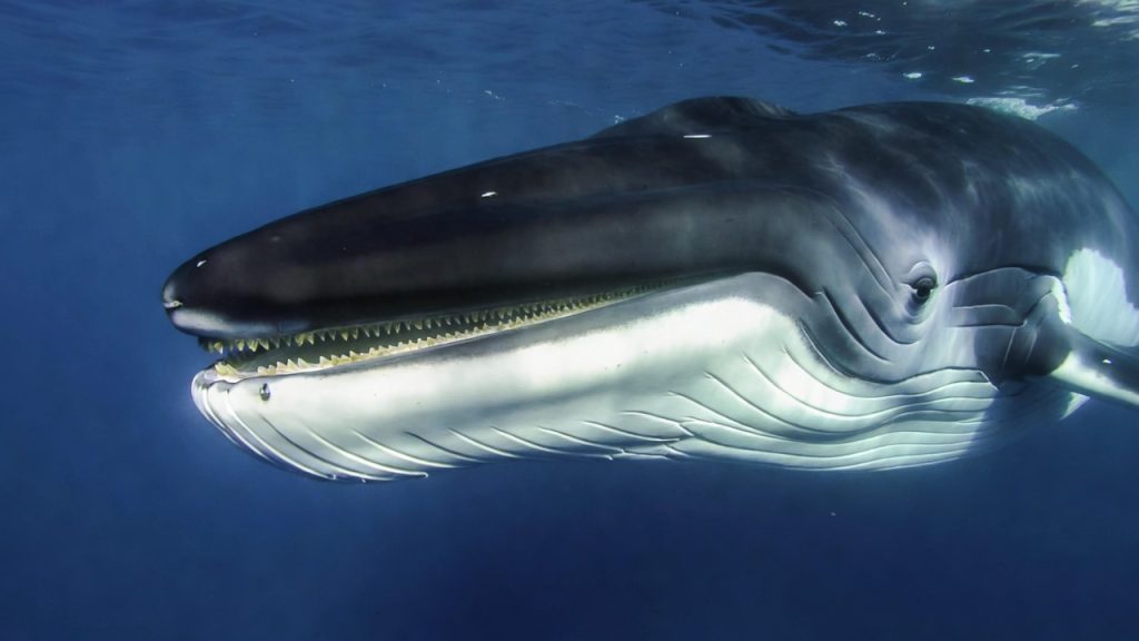 Tête de Rorqual commun montrant la mâchoire droite blanche