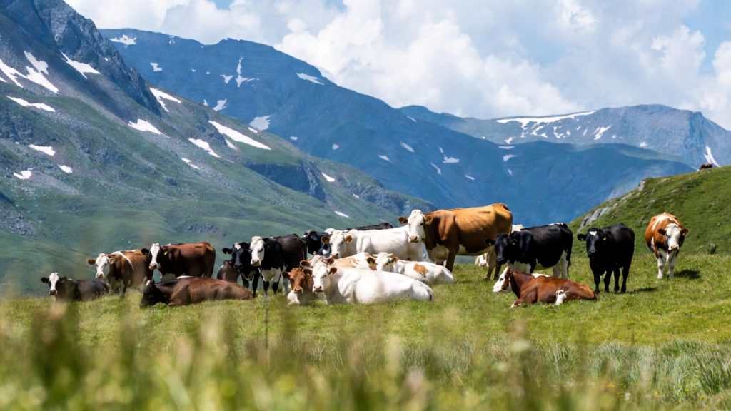 Troupeau de vaches broutant dans un pâturage alpin