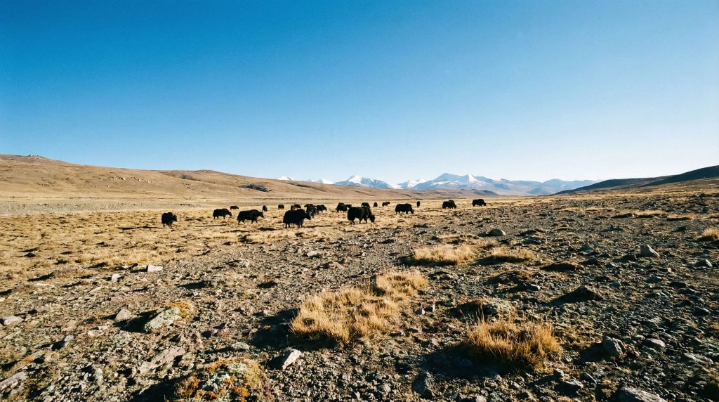 Troupeau de yacks broutant dans la toundra rocailleuse du haut plateau tibétain