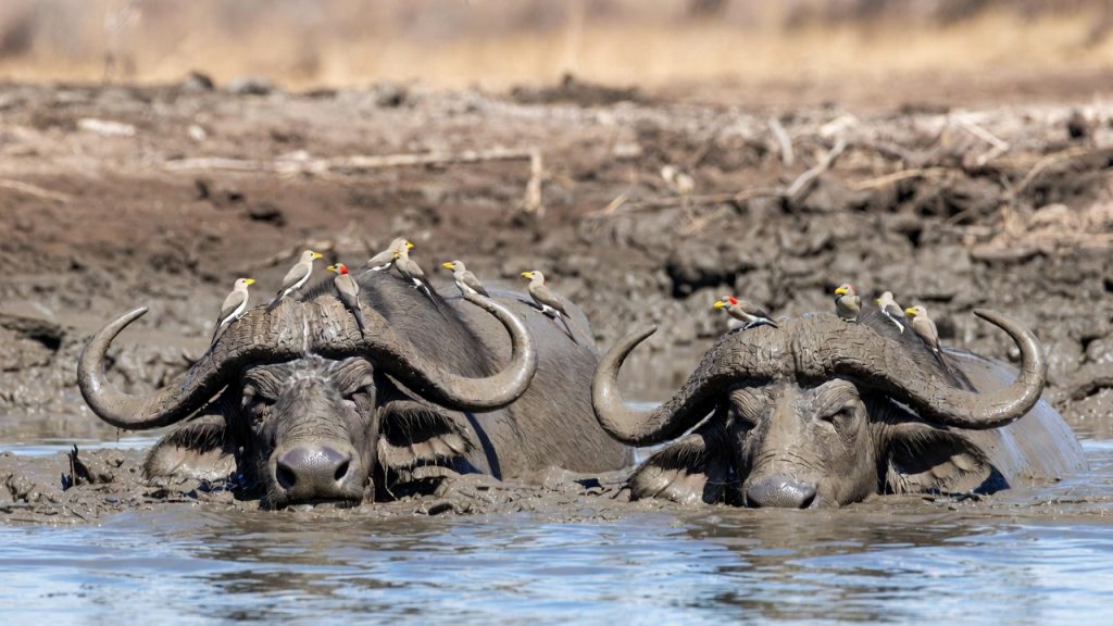 Vieux buffles mâles (Dagga Boys) se vautrant dans la boue