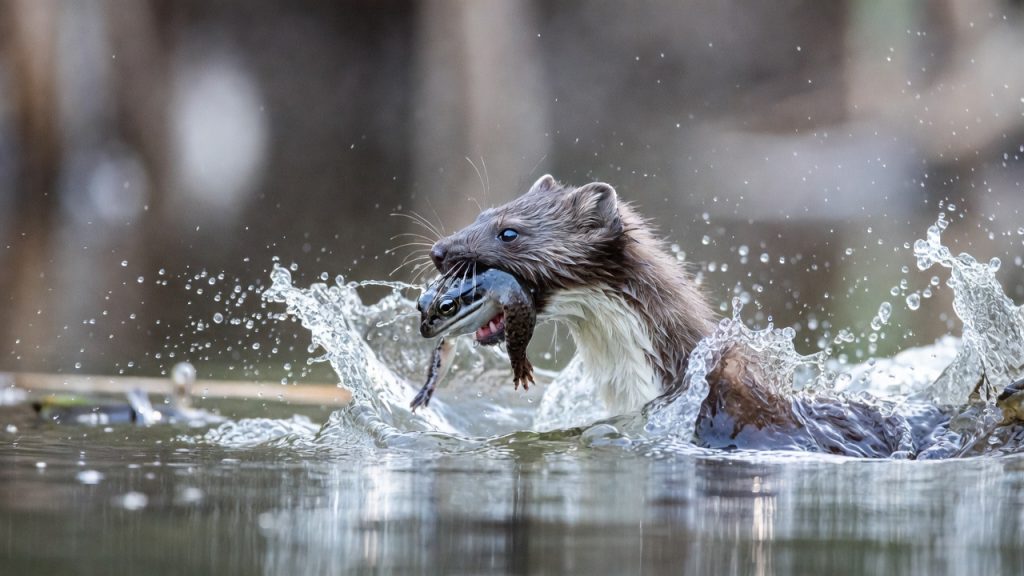 Vison d'Europe capturant une grenouille dans l'eau