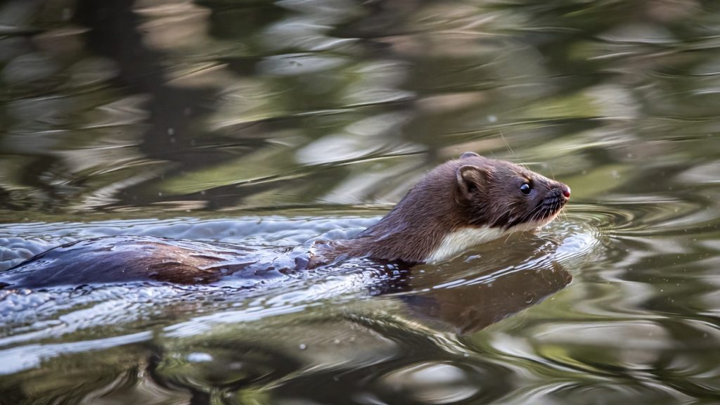 Vison d'Europe nageant la tête hors de l'eau