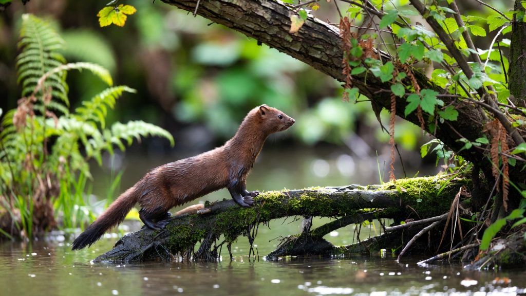 Vison d'Europe sur une racine au bord d'une rivière forestière