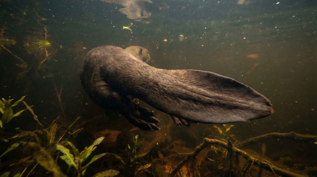 Vue sous-marine de la queue aplatie en forme de lance d'une loutre géante
