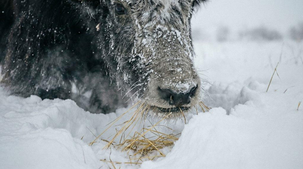Yack dégageant la neige avec son museau pour atteindre l'herbe sèche en hiver