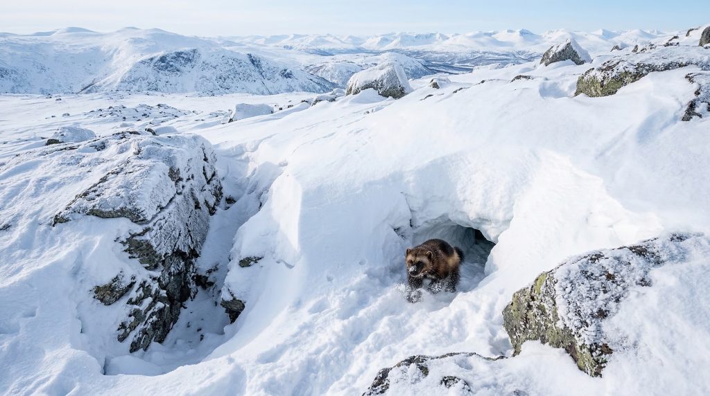 Femelle carcajou émergeant de sa tanière creusée sous plusieurs mètres de neige.