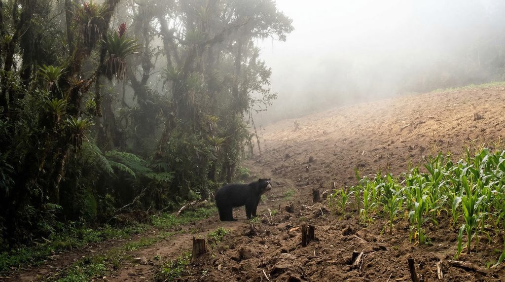 Ours à lunettes observant un champ de maïs à la lisière de la forêt andine défrichée.